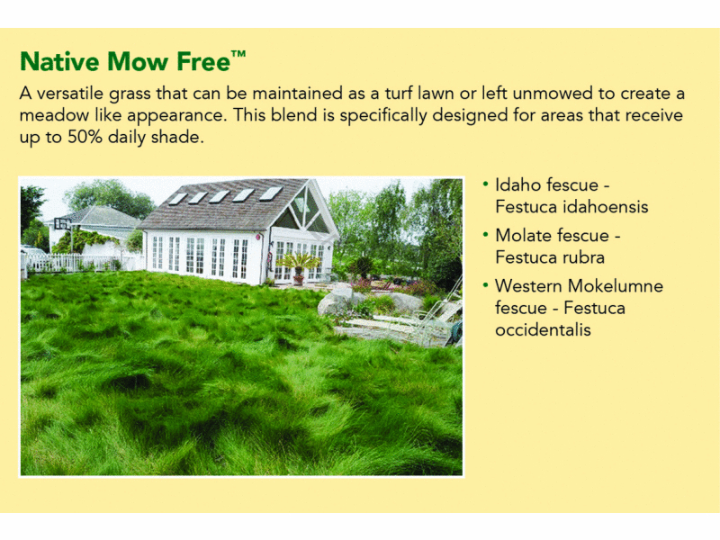 POOL360 DELTA BLUEGRASS NATIVE MOWFREE SOD